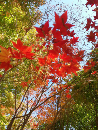 가을 단풍 명소 총정리 (전국 단풍 절정지)