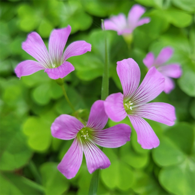 옥시(Oxalis)의 매력