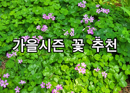 가을시즌 꽃 추천 크로바