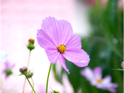 가을꽃 종류 총정리 (계절별, 개화시기, 관리팁)