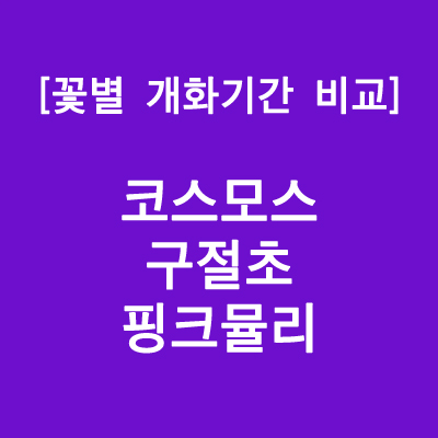 꽃별 개화기간 비교 (코스모스, 구절초, 핑크뮬리)