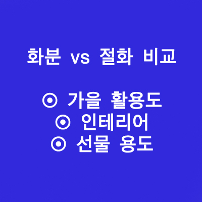 화분 vs 절화 추천 (가을 활용도, 인테리어, 선물 용도)