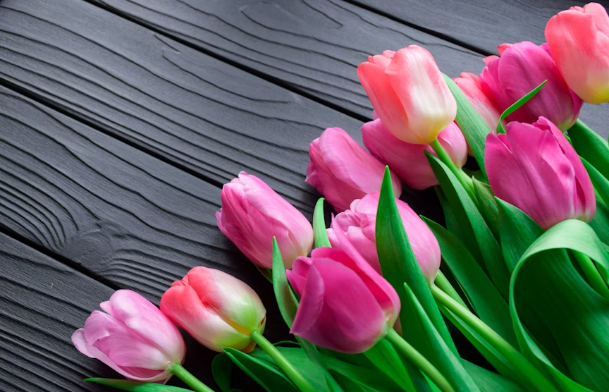 튤립의 역사, 종류, 재배법과 감성적 가치