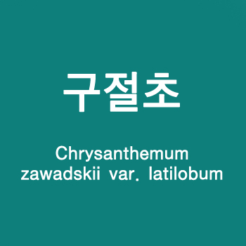Chrysanthemum zawadskii var. latilobum