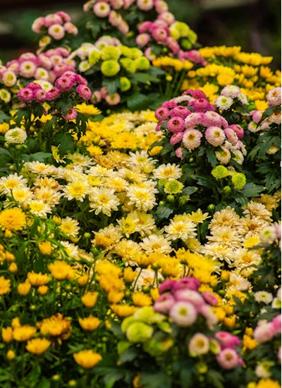 국화 (Chrysanthemum) – 가을을 대표하는 전통의 꽃