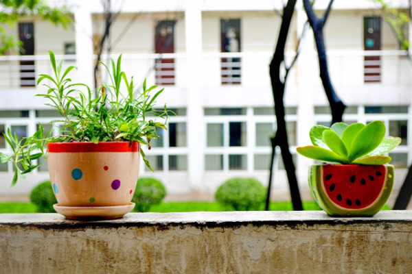 신혼부부에게 인기 있는 반려 식물 추천