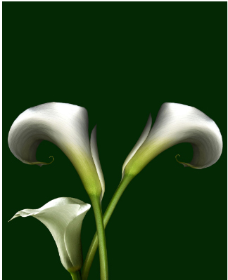 카라(Calla Lily)
