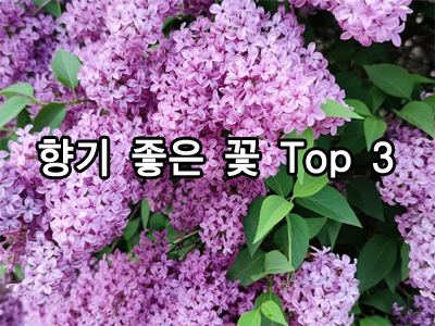 향기 좋은 꽃 Top 3