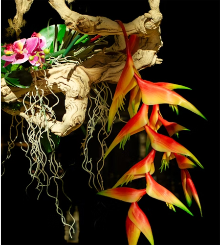 헬리코니아 – 새의 부리를 닮은 꽃