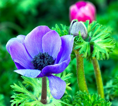 아네모네 꽃말과 종류, 관리법 (봄꽃 인기, 플로리스트 추천, 색상별 의미)