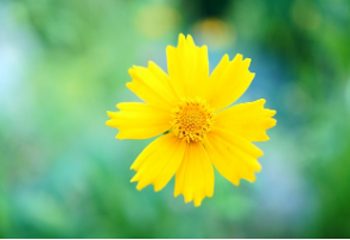 금계화의 특징과 생태, 환경 조성, 활용 방법