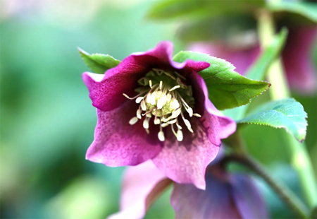 Helleborus