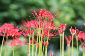 상사화의 특징, 종류, 꽃