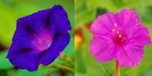 나팔꽃과 분꽃 - 여름을 물들이는 대표 꽃들의 매력 비교
