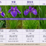 아이리스, 붓꽃, 꽃창포: 이름별 꽃말과 특징 완벽 비교