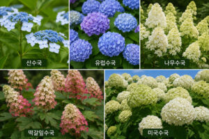 수국 꽃 종류별 특징과 꽃말 완벽 정리