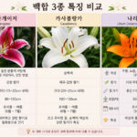 백합 스타게이저, 카사블랑카, 나리 특징 비교