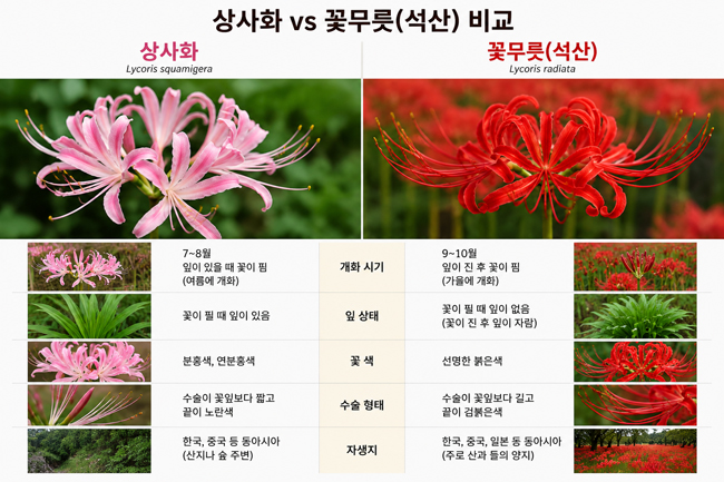 Lycoris squamigera