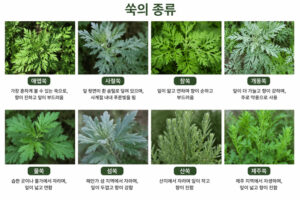 쑥 종류별 효능과 잘못 알면 위험한 주의사항