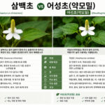 삼백초 vs 어성초: 효능, 부작용, 차이점 완벽 비교