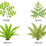 아디언텀 실고사리 프릴고사리 단풍고사리