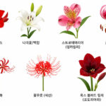 아마릴리스 나리꽃/백합 스트로에머리아(잉카릴리) 군자나리 상사화 및 꽃무릇 (석산) 옥스 블러드 릴리(로도피아라)