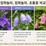 캄파뉼라, 캄파눌라, 초롱꽃