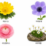아도니스 아네모네 라넌큘러스 바위떡풀