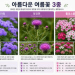 아게라텀 엉겅퀴 플로스플라워
