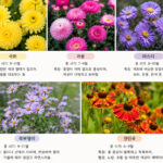 국화, 과꽃, 아스터, 쑥부쟁이, 천인국