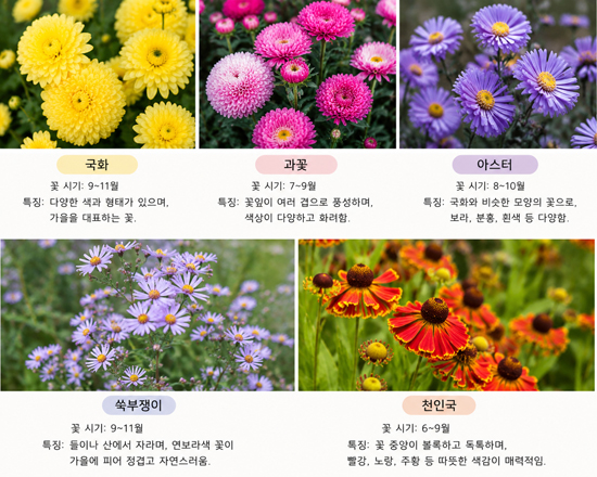 가을 정원 물들이는 국화, 과꽃, 아스터, 쑥부쟁이, 천인국 총정리