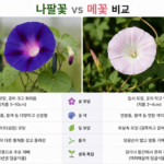 나팔꽃 vs 메꽃