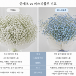 안개초, 미스티블루
