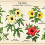오크라 황촉규 금화규 수박풀 히비스커스