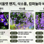 바이올렛 팬지 삭소롬 캄파눌라