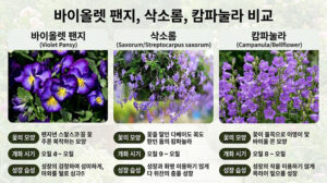 바이올렛 팬지 삭소롬 캄파눌라