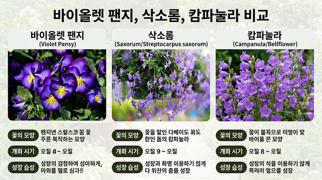 바이올렛 팬지 삭소롬 캄파눌라