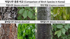 박달나무 까치박달 물박달나무 개박달나무