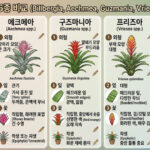 발베르기아 에크메아 구즈마니아 프리즈아 틸란드시아