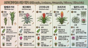 발베르기아 에크메아 구즈마니아 프리즈아 틸란드시아
