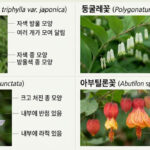 방울꽃 둥굴레꽃 초롱꽃 아부틸론꽃