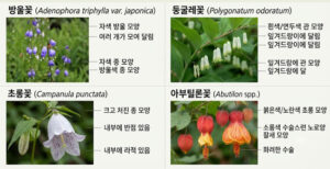 방울꽃 둥굴레꽃 초롱꽃 아부틸론꽃