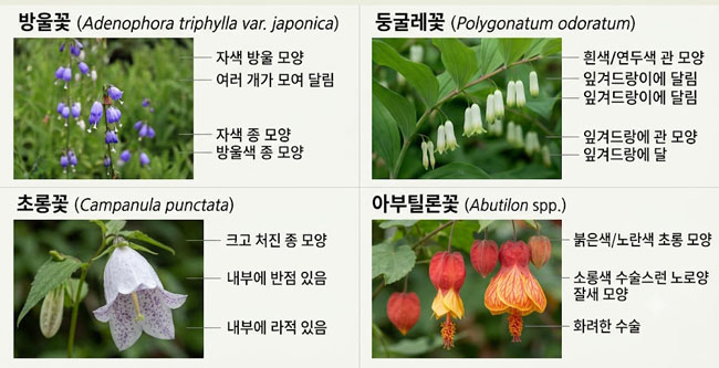 방울꽃 둥굴레꽃 초롱꽃 아부틸론꽃 특징 비교와 집에서 키우는 관리법 및 꽃말 총정리