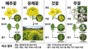배추꽃 유채꽃 갓꽃 무꽃