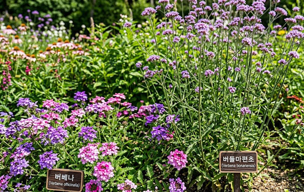 버베나와 버들마편초