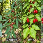 보리수 보리밥나무 / 보리장나무 산수유 / 앵두