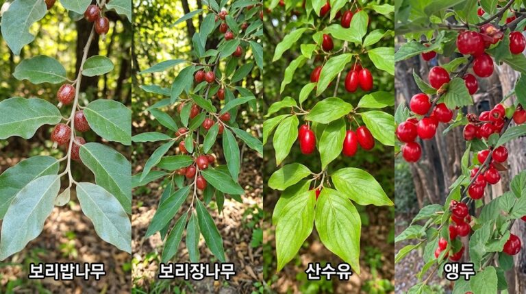 보리수 보리밥나무 보리장나무 산수유 앵두 열매 특징과 차이점 완벽 비교 가이드