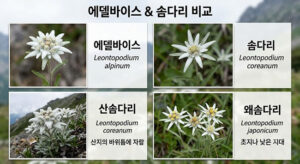 에델바이스 솜다리 산솜다리 왜솜다리