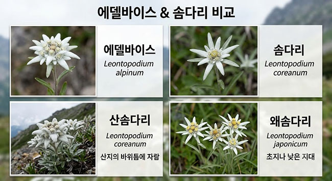 에델바이스 솜다리 산솜다리 왜솜다리 특징과 차이점 완벽 비교 가이드