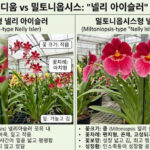 온시디움 밀토니옵시스 넬리 아이슬러